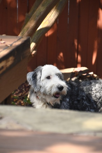 Mini Sheepadoodle Puppy For Sale - Simply Southern Pups
